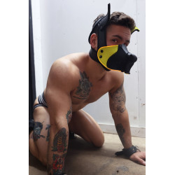 Breedwell Masque Poundtown Pup Breedwell Noir-Jaune
